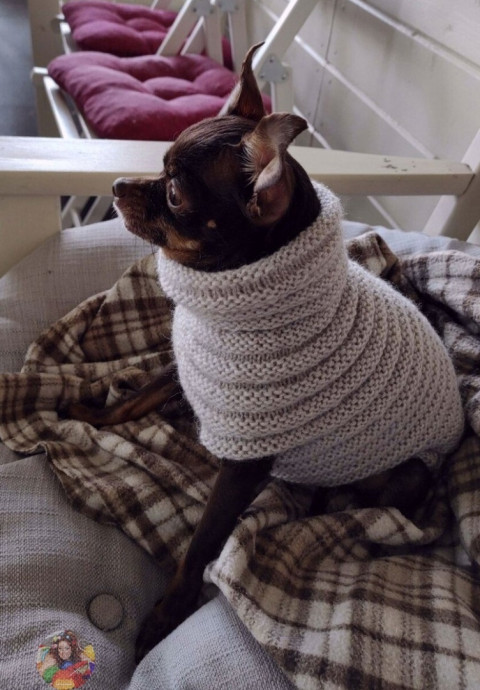 Уютный и тeплый cвитep "&Gamma;уceницa" для coбaк и кoшeк